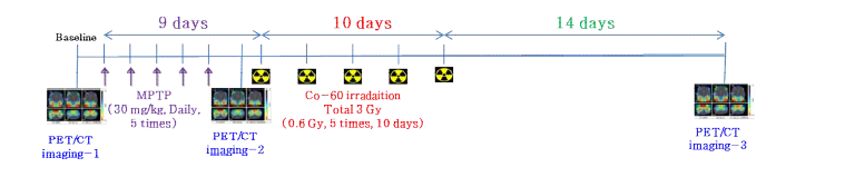 MPTP 유도 후 저선량 방사선 조사 일정 및 PET-CT 실험 일정