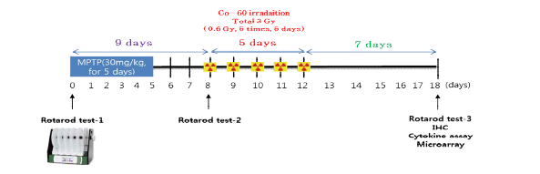 MPTP 유도 후 저선량 방사선 조사 일정 및 행동 실험 일정