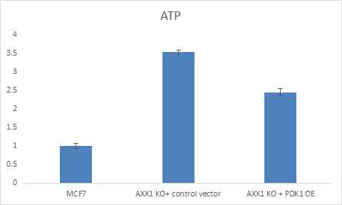 MCF7 세포와 AXX1 KO 세포 PDK1 과발현 세포 내 ATP level 확인