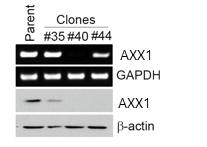 CRISPR/Cas9을 이용한 AXX1 KO 세포 생성