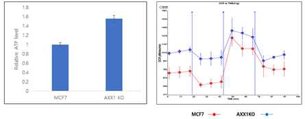 MCF7 세포와 AXX1 KO 세포에서 세포 내 ATP level 및 OCR 분석