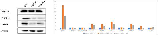 shRNA를 이용한 PDK1 발현 억제 후 세포 내 대사 효소 발현 및 metabolomics 분석