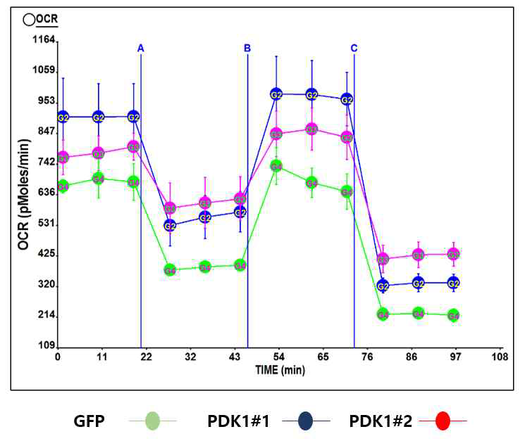 PDK1 유전자 발현 억제 후 OCR 분석