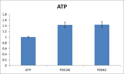 MCF7 세포와 PDK1 KD 세포 내 ATP level 확인