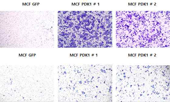 MCF7 세포와 PDK1 KD 세포의 전이 억제 효능평가
