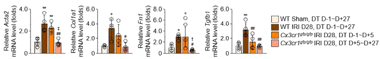 Ischemia-reperfusion kidney injury mouse model 을 확립하고, 신장 섬유화의 Phenotype을 확인함. (Unpublished data)