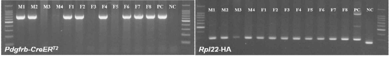 Pdgfrb-CreERT2, Rpl22-HA 등의 유전자 조작 Mouse line에 대해 실험에 필요한 충분한 수량을 확보