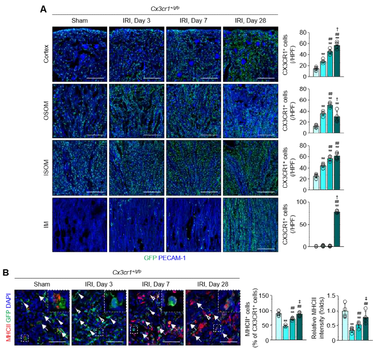 I/R injury model에서 시간 경과에 따른 Macrophage의 분포 및 분자생물학적인 변화에 대한 Phenotype을 확인 (Unpublished data)