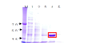 SDS-PAGE. M, size marker (DokDo mark, Elpis Biotech, Korea); 1, T. halophilus CY54 soluble fraction; 2, 40 mM imidazole elution buffer; 3, 100 mM imidazole elution buffer; 4, 300 mM imidazole elution buffer; 5, 500 mM imidazole elution buffer.