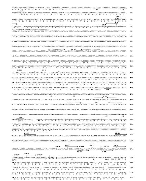 Sequence of pTH32