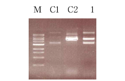 Plasmid profile of an E. faecalis transformant. M, iVDye 1 kb DNA ladder; C1, Enterococcus faecalis 29212; C2, pMJ32E; 1, E. faecalis transformant.