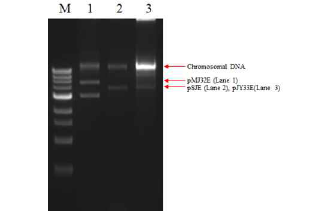 Comparison of the copy number of pMJ32E with other vectors. M, iVDye 1kb DNA ladder (GenDEPOT, Katy, TX, USA); 1, pMJ32E isolated from T. halophilus 31; 2, pSJE isolated from Levilavtobacillus brevis 2.14; 3, pJY33E isolated from Levilavtobacillus brevis 2.14.