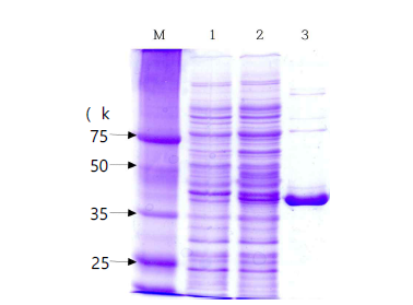 SDS-PAGE of recombinant PepA. M, size marker (PagePulerTM unstained broad range protein ladder, Thermo Fisher scientific, Waltham, MA, USA); 1, soluble fraction from E. coli BL21 (DE3) [pET26(b)+]; 2, soluble fraction from E. coli BL21 (DE3) [pETA54]; 3, PepA eluted from a Hi-Trap affinity column at 100 mM imidazole concentration.