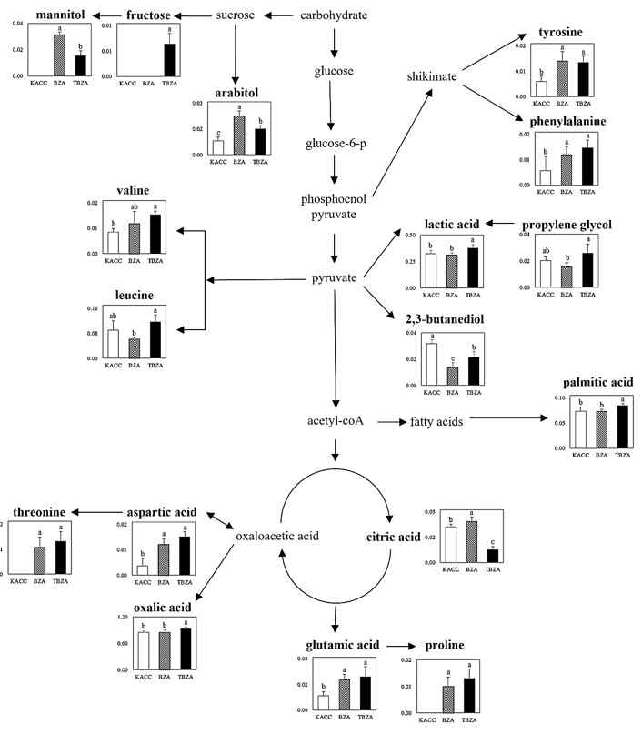 Proposed metabolic pathways for doenjang fermentation. Metabolic pathways associated with energy production and the relative quantitative analyses of identified metabolites were used. The metabolic pathway was adopted from the KEGG database (https://www.kegg.jp/). The horizontal axis of the bars shows the normalized intensity, and different letters on the bars represents significant differences at p < 0.05.