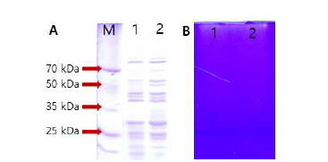 SDS-PAGE (A) and skim milk zymogram (B). M, size marker (DokDo mark, Elpis Biotech, Korea); 1, T. halophilus MG 86; 2, T. muriaticus MC 254.