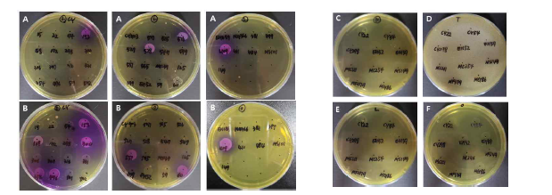 Biogenic amine detection plates. 41 strains grown on plates containing lysine (A) and ornithine (B). Selected 10 strains were grown om plates containing histidine (C), tyrosine (D), lysine (E), and ornithine (F).