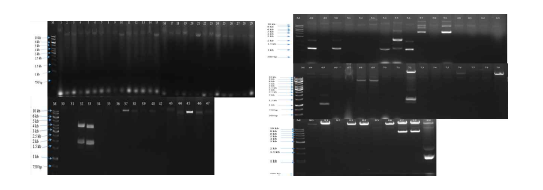 Plasmid profiles of tetragenococci.