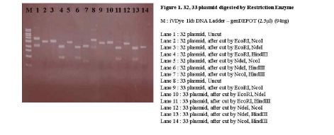 Restriction digestion of plasmid from strain #32 and 33.