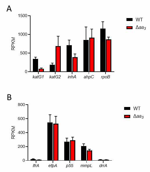 항생제 내성관련 유전자와 efflux pump 유전자의 발현량 비교. 7H9-glucose 배지에서 Msmeg WT, Δaa3 mutant 균주를 호기적 조건에서 OD600 0.45-0.5까지 배양함. RNA sequencing은 마크로젠 사에 의뢰하였으며, Illumina 사의 Hiseq4000 장비를 이용하여 101 bp paired-end sequencing으로 진행함. 항생제 내성관련 유전자(A), efflux pump 유전자(B)의 발현량은 RNA sequencing을 통하여 얻어진 reads per kilo base pair per million reads (RPKM)값으로 나타냄. 모든 값은 biological replicates로 세 번 반복한 결과의 평균을 나타냄. Error bar는 표준편차를 나타냄