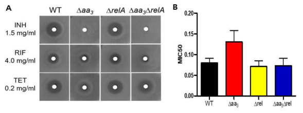 INH, TRIF, TET에 대한 Msmeg WT과 Δaa3, Δaa3Δrel, Δrel mutant의 감수성 비교. (A) Zone inhibition assay를 통해 Msmeg WT과 mutant들의 항생제에 대한 감수성을 조사함. 디스크 주변의 inhibition zone의 크기는 각 항생제에 대한 감수성을 나타냄. 약어: INH, isoniazid; RIF, rifampicin; TET, tetracycline. (B) TET에 대한 Msmeg WT과 mutant들의 MIC50(minimum ihhibitory concentration) 측정. MIC50 단위는 μM. 모든 값은 biological replicates로 세 번 반복한 결과의 평균을 나타냄. Error bar는 평균으로부터의 편차를 나타냄