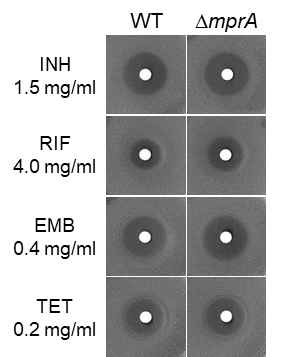 다양한 항생제에 대한 Msmeg WT과 ΔmprA mutant의 감수성 비교. Zone inhibition assay를 통해 Msmeg WT과 ΔmprA mutant의 다양한 항생제에 대한 감수성을 조사함. 디스크 주변의 inhibition zone의 크기는 각 항생제에 대한 감수성을 나타냄. 약어: INH, isoniazid; RIF, rifampicin; EMB, ethambutol; TET, tetracycline