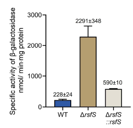 Msmeg WT, ΔrsfS 및 ΔrsfS Complementation 균주에서의 MSMEG_1777 발현량 비교. MSMEG_1777::lacZ translational fusion plasmid(pNCII1777) 및 pMV306 vector를 포함한 WT와 ΔrsfS 균주를 호기적 조건에서 OD600 0.45-0.5까지 배양함. ΔrsfS 균주의 Complementation을 위해 pMV306rsfS(rsfS 유전자를 포함한 pMV306 유래 plasmid) 및 pNCII1777을 포함한 ΔrsfS 균주(ΔrsfS::rsfS)도 실험에 이용함. β-galactosidase활성을 통해 균주 내에서의 MSMEG_1777 발현량을 측정하였음. 모든 값들은 독립적으로 수행한 세 번의 실험으로부터 도출된 결과의 평균 값과 표준편차를 나타냄. *,P<0.05