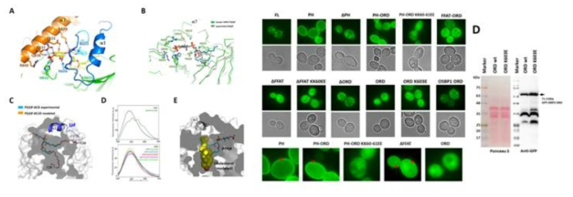 oxysterol-binding protein, ORP3의 리간드 결합체 구조 (좌) 및 yeast에서 여러 construct의 세포내 분포 (우)