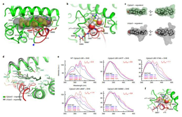 스테롤이 결합된 Upc2 3차 구조. 어고스테롤의 결합방식 이해 및 돌연변이에 의한 리간드 결합력 상실 및 상시활성화에 대한 구조적 기전을 규명함