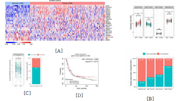 A 정상 위 조직과 위 종양 조직에서 24개의 methyltransferases 유전자 발현 정도를 나타내는 heatmap. ACRG의 GSE66229 dataset 활용. B 정상 위 조직과 위 종양 조직에서 METTL21 계열 methyltrnasferase의 유전자 발현 비교 (위). METTL21B 계열 methyltransferases 유전자가 하향 조절 또는 상향 조절된 환자의 상대적인 수 (아래). ACRG의 GSE66229 dataset을 활용. C 아주대병원 cohort 환자의 NAT과 종양 조직 부위에서 METTL21B의 발현 비교 (왼). METTL21B가 하향 조절 또는 상향 조절된 환자의 상대적인 수 (오). 아주대 병원 cohort 환자 조직 이용. D METTL21B의 발현과 생존율 간의 유의 관계를 나타내는 Kaplan Meier plot