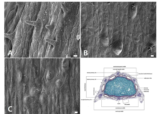 한국산 기름나물속 분열과의 미세형태학적, 해부학적 형질 검경