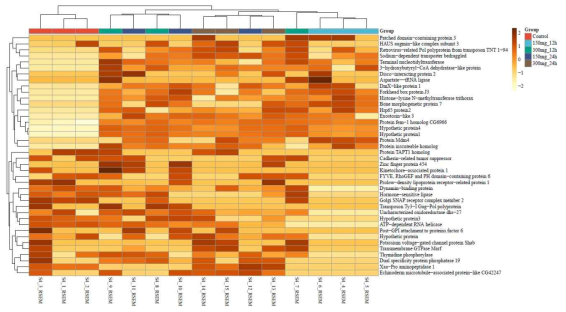 Heatmap of clustering the top DEGs