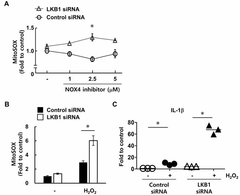 LKB1 knockdown 후 oxidative stress damage에 대한 민감도 증가