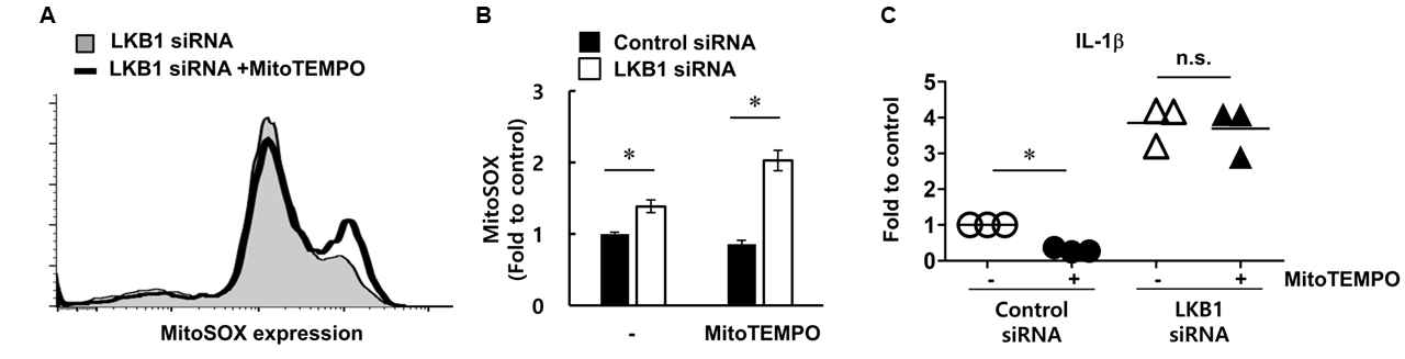 LKB1 kncokdown에 의한 irreversible oxidative stress damage 유도