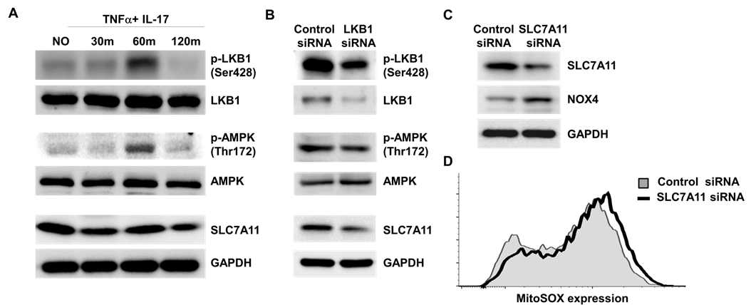 LKB1-SLC7A11-NOX4-ROS signaling 확인