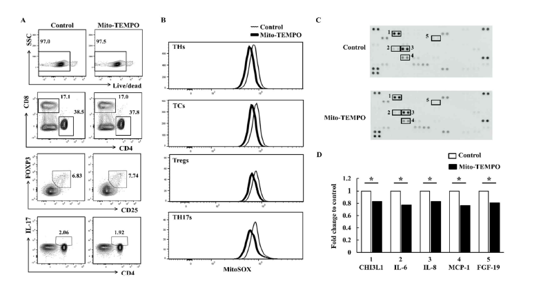 활성산소 억제제(Mito-TEMPO) 처리 후 cytokine array 수행