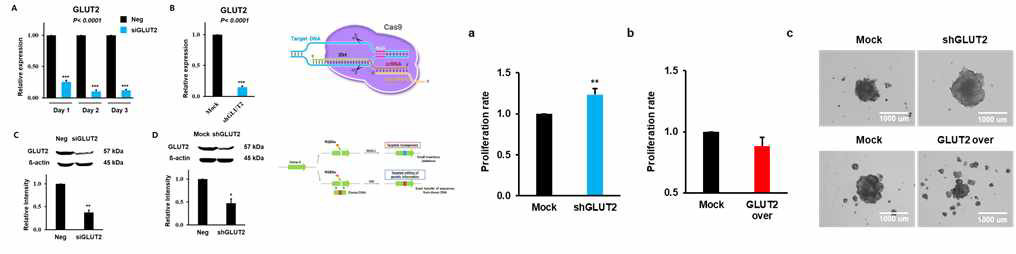 GLUT2 유전자 조작세포 제작 및 암생물학적 기능 검증 실험 결과