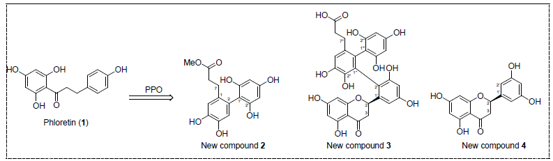 Phloretin의 양송이버섯 유래 PPO 처리에 의해 신규생성된 화합물의 구조