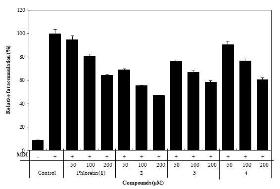 Phloretin 유래 신규화합물의 preadipocyte에서의 지방분화억제능 평가