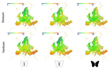 유럽 나비들의 기후와 반사도의 관계 연구 결과. 유럽 나비들의 반사도는 가시광선과 적외선 영역 모두에서 기후와 밀접한 연관성을 가지며 진화하였다 (출판: Ecology Letters. 2021)