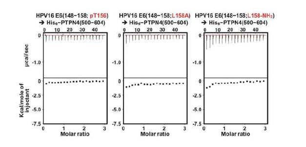 ITC 분석을 통한 HPV16 E6−PTPN4 결합 핵심 잔기 분석