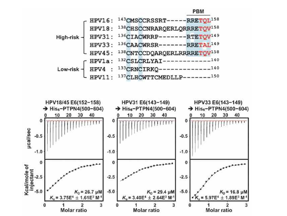 HPV E6−PTPN4 결합 유전형 별 분석