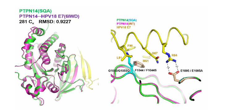 E7 결합 차단 PTPN14 돌연변이체 구조 비교 분석