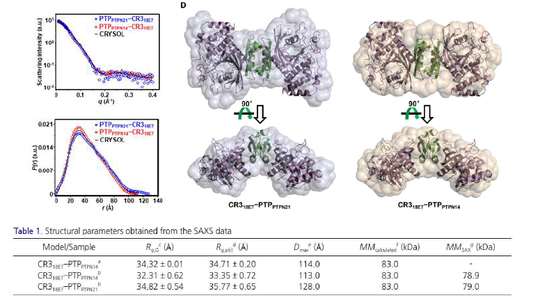 소각 X-선 산란(SAXS) 분석을 통한 HPV18 E7−PTPN21 복합체 구조 비교분석