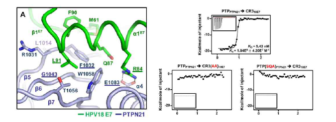 HPV18 E7−PTPN21 상세 결합부위 모델링 및 적정 열량측정법(ITC) 검증