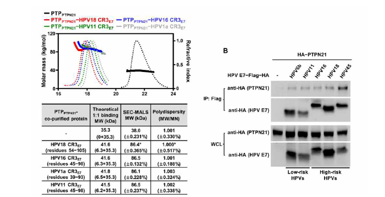 다각도 광산란(MALS) 및 면역침강법을 통한 HPV E7−PTPN21 결합 유전형 별 검증