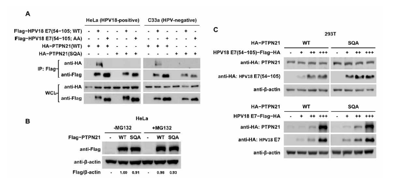 다양한 세포주 내에서 HPV18 E7−PTPN21 결합 및 단백질 상태 분석