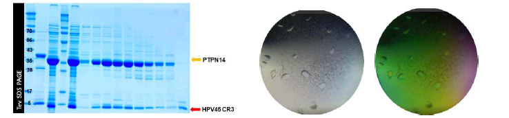 HPV45 E7−인간 PTPN14 단백질 복합체 정제 및 결정화