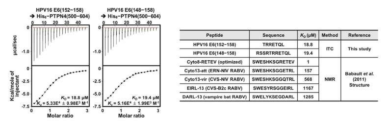 ITC 분석을 통한 HPV16 E6−PTPN4 결합 분석