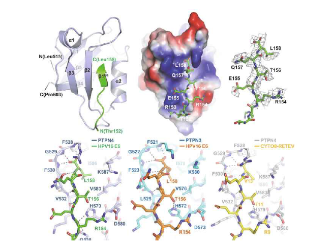 X-선 결정학을 통한 HPV16 E6−PTPN4 복합체 구조 규명
