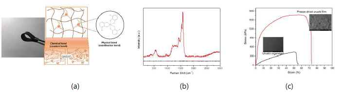 (a) 인장강도 측정을 위한 시료 및 duel crosslinking 되어 있는 우루시젤, (b) 배위결합 확 인을 위한 라만 스펙트럼 (c) freeze dry 전후의 우루시 film의 인장강도